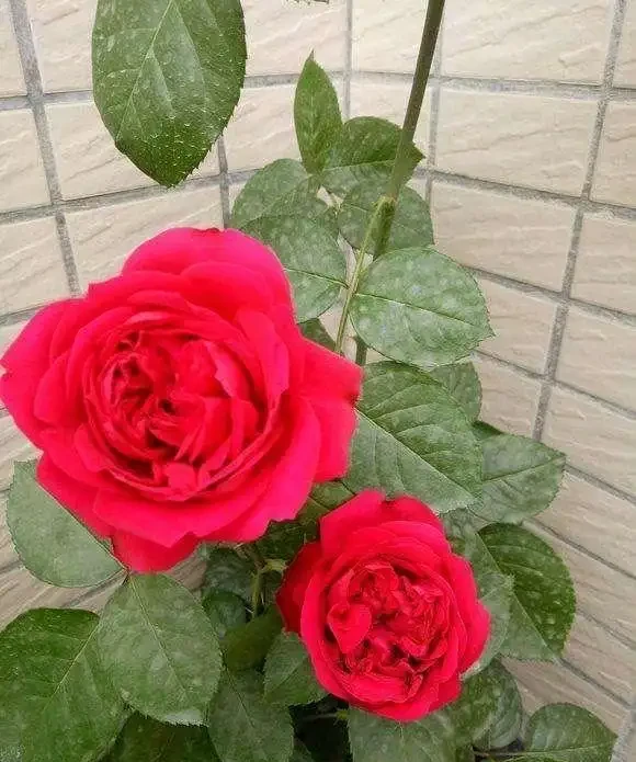 玫瑰、薔薇和玫瑰怎麼區別?看花和葉,1個種植技巧,開滿盆