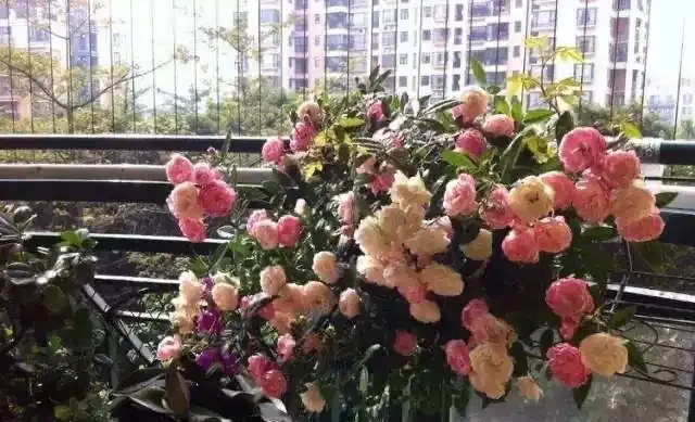 玫瑰、薔薇和玫瑰怎麼區別？看花和葉，1個種植技巧，開滿盆