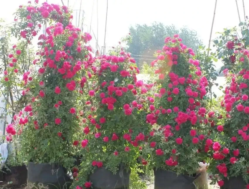 玫瑰、薔薇和玫瑰怎麼區別?看花和葉,1個種植技巧,開滿盆