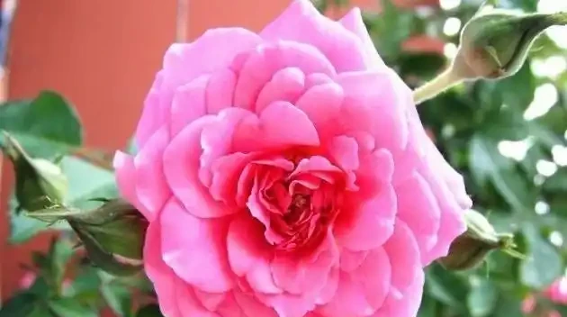 玫瑰、薔薇和玫瑰怎麼區別?看花和葉,1個種植技巧,開滿盆