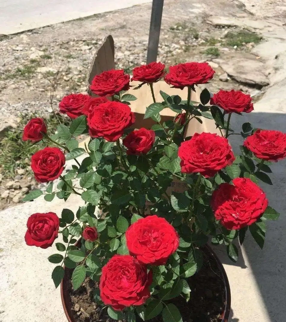 玫瑰、薔薇和玫瑰怎麼區別?看花和葉,1個種植技巧,開滿盆