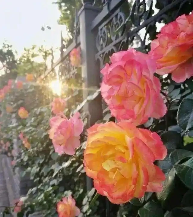 玫瑰、薔薇和玫瑰怎麼區別?看花和葉,1個種植技巧,開滿盆