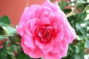 玫瑰、薔薇和玫瑰怎麼區別？看花和葉，1個種植技巧，開滿盆