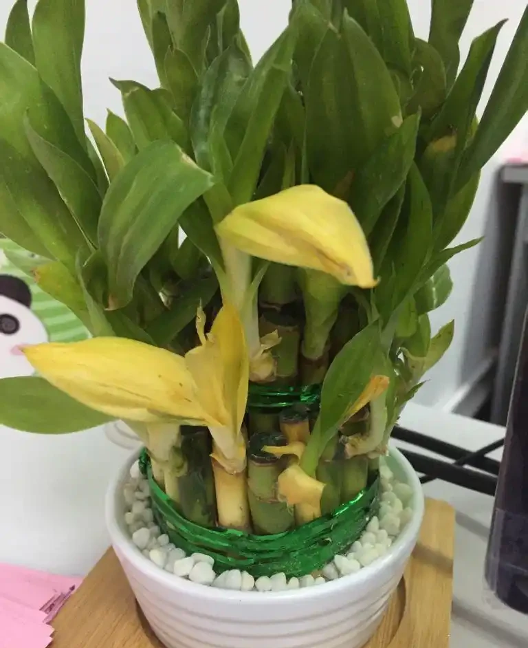 萬年竹長這樣,趕緊丟出去,不但不「富貴」,還越來越黃