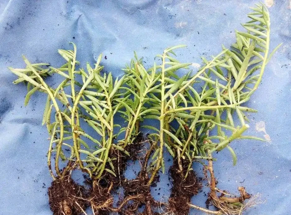 這花「太皮實」,一個枝養一盆,開花氾濫,開花期長達大半年