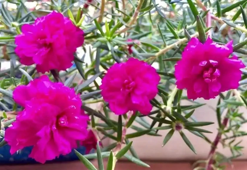 這花「太皮實」，一個枝養一盆，開花氾濫，開花期長達大半年