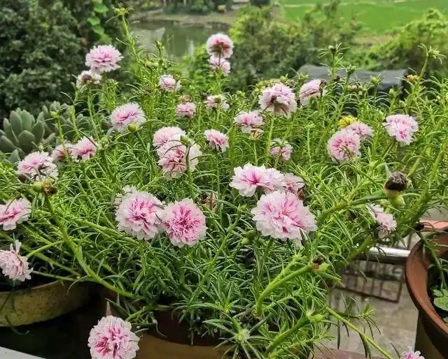 這花「太皮實」,一個枝養一盆,開花氾濫,開花期長達大半年