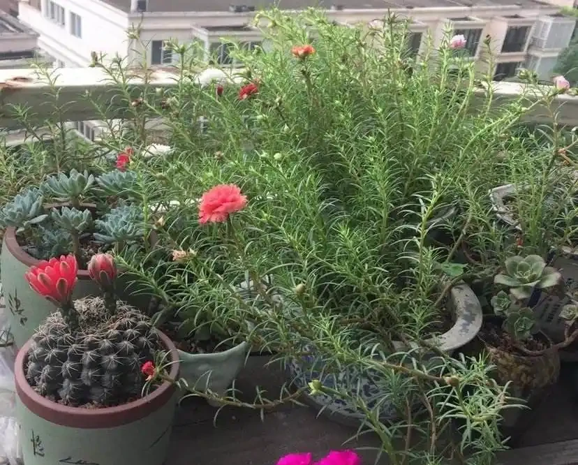 這花「太皮實」,一個枝養一盆,開花氾濫,開花期長達大半年