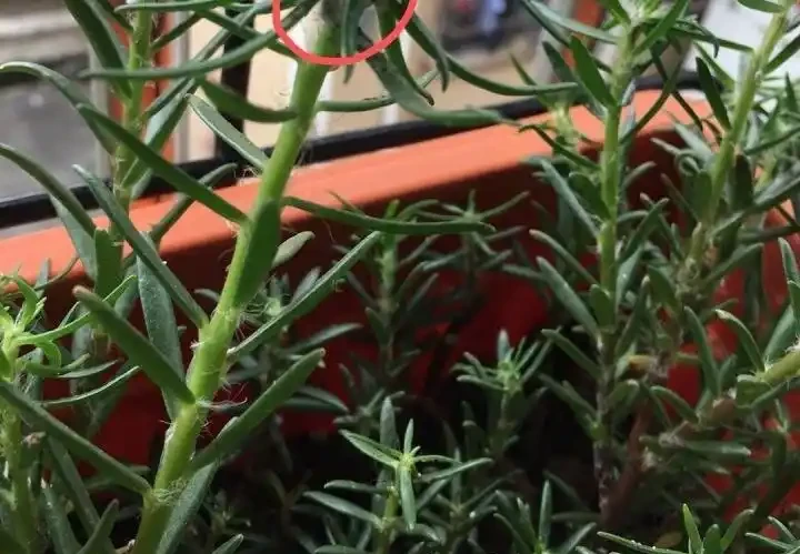 這花「太皮實」,一個枝養一盆,開花氾濫,開花期長達大半年