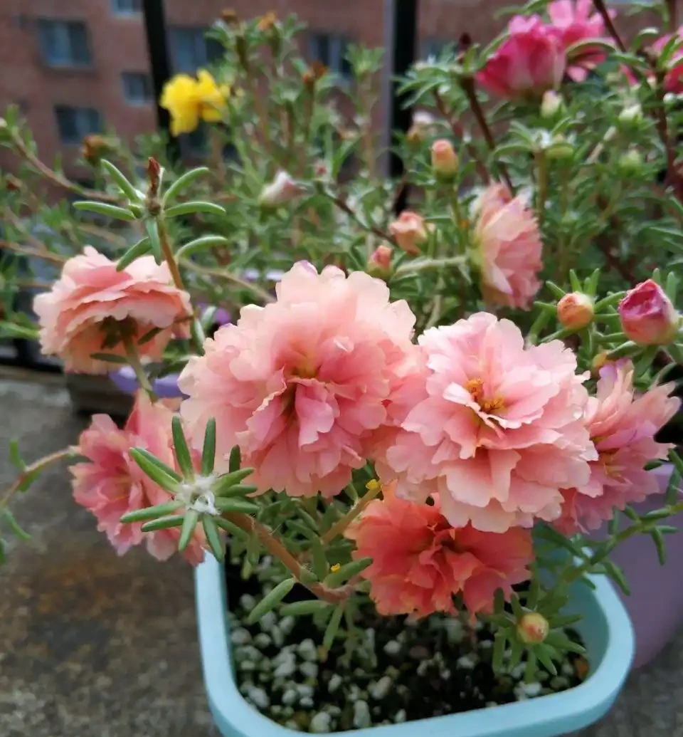 這花「太皮實」,一個枝養一盆,開花氾濫,開花期長達大半年