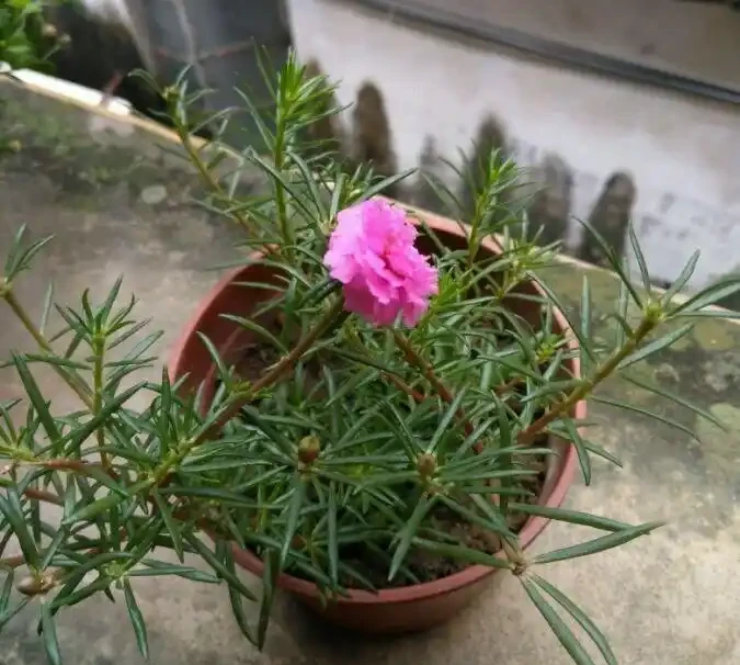 這花「太皮實」,一個枝養一盆,開花氾濫,開花期長達大半年