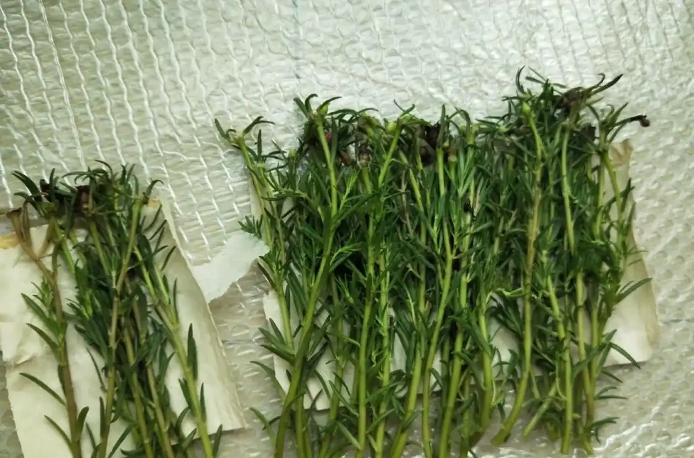 這花「太皮實」,一個枝養一盆,開花氾濫,開花期長達大半年