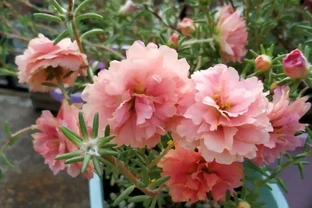 這花「太皮實」，一個枝養一盆，開花氾濫，開花期長達大半年
