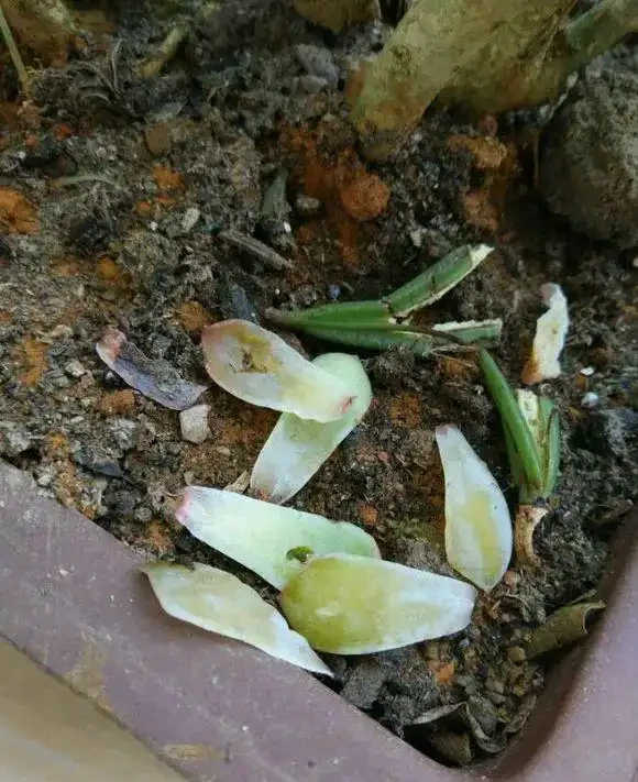 多肉葉子突然掉了一地,是多肉求救訊號,別忽視!