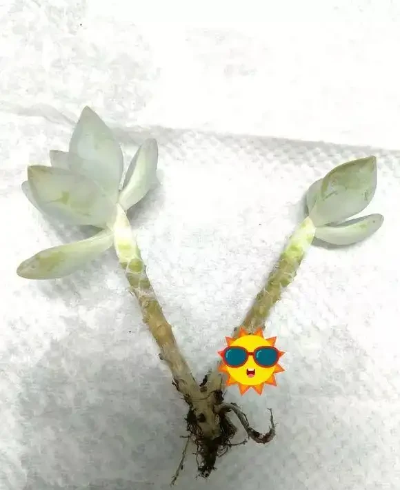 多肉葉子突然掉了一地,是多肉求救訊號,別忽視!