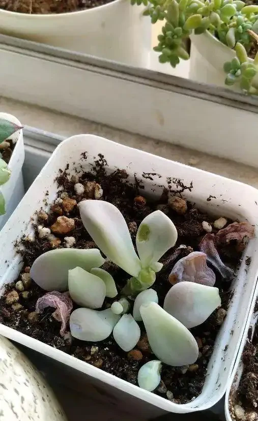 多肉葉子突然掉了一地,是多肉求救訊號,別忽視!