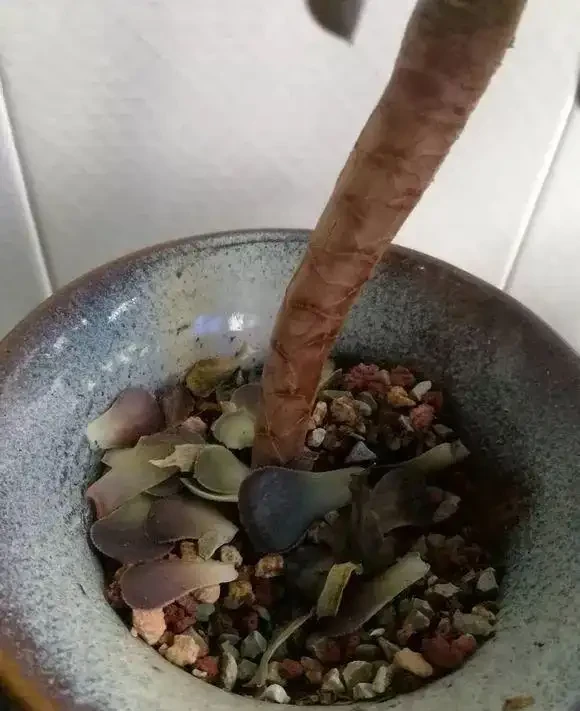 多肉葉子突然掉了一地,是多肉求救訊號,別忽視!