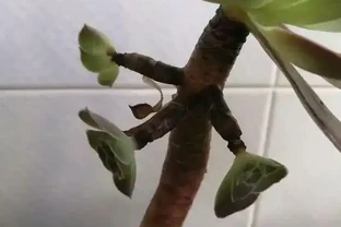多肉葉子突然掉了一地，是多肉求救訊號，別忽視！