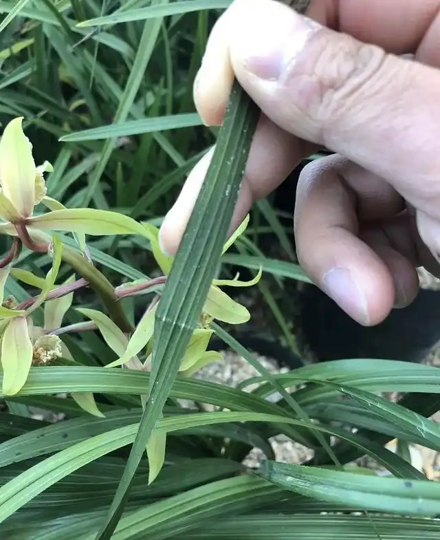蘭花在運輸途中葉片從中間全部折斷了該怎麼辦？