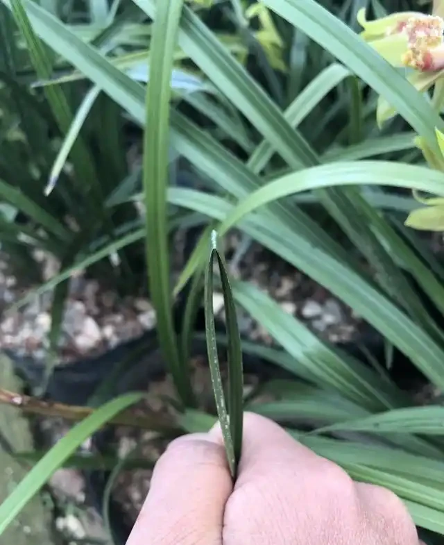 蘭花在運輸途中葉片從中間全部折斷了該怎麼辦？