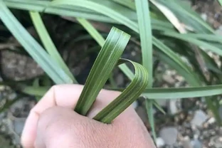 蘭花在運輸途中葉片從中間全部折斷了該怎麼辦？