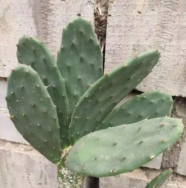 仙人掌養得乾癟瘦弱?小花匠用這方法,個個掌片半米長,寬大肥厚