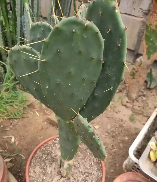 仙人掌養得乾癟瘦弱?小花匠用這方法,個個掌片半米長,寬大肥厚