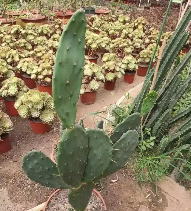 仙人掌養得乾癟瘦弱?小花匠用這方法,個個掌片半米長,寬大肥厚