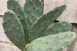 仙人掌養得乾癟瘦弱？小花匠用這方法，個個掌片半米長，寬大肥厚