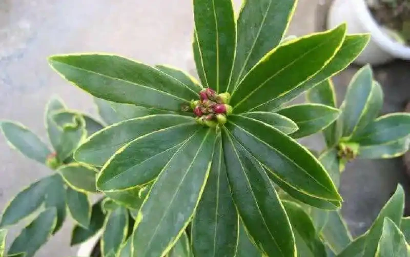 金邊瑞香不好養?土裡加兩種料,7天冒新芽,枝繁葉茂,開成花海