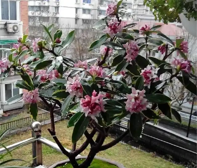 金邊瑞香不好養?土裡加兩種料,7天冒新芽,枝繁葉茂,開成花海