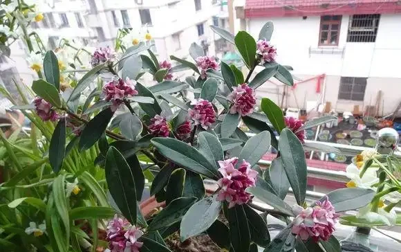 金邊瑞香不好養?土裡加兩種料,7天冒新芽,枝繁葉茂,開成花海