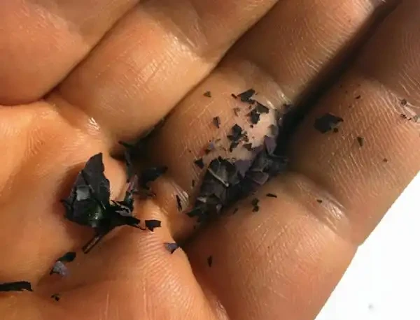 玫瑰葉片「燒焦了」,怎麼一回事?