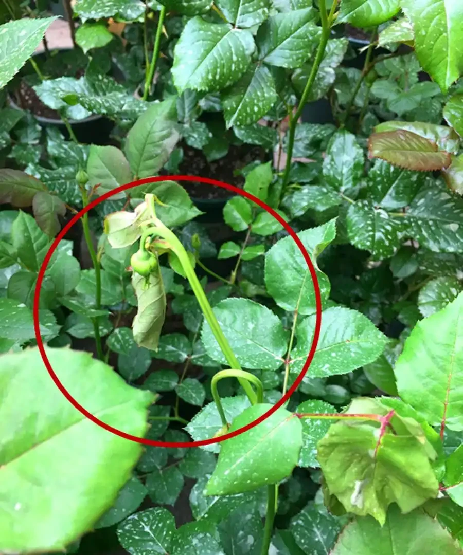 玫瑰葉片「燒焦了」,怎麼一回事?