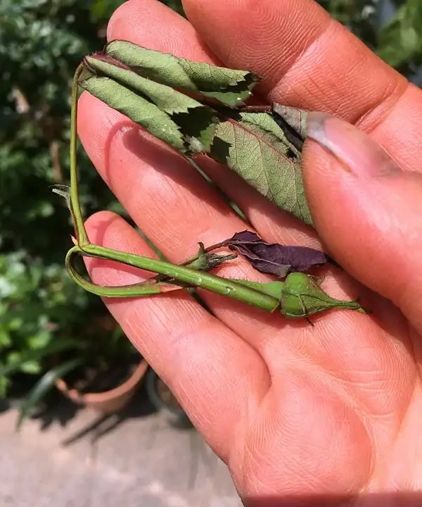 玫瑰葉片「燒焦了」,怎麼一回事?