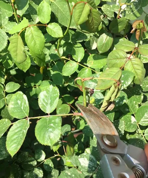 玫瑰葉片「燒焦了」,怎麼一回事?