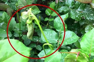 玫瑰葉片「燒焦了」，怎麼一回事？