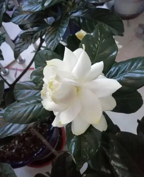 梔子花養爆開,學會「巧」用肥,澆「軟水」,葉子墨綠,開花多