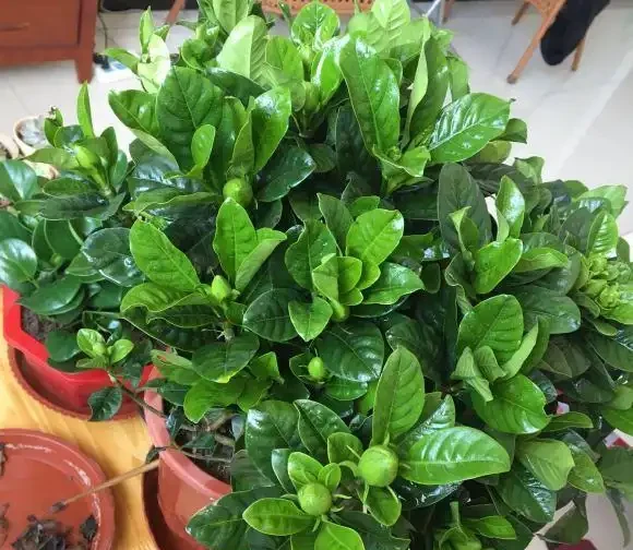 梔子花養爆開,學會「巧」用肥,澆「軟水」,葉子墨綠,開花多
