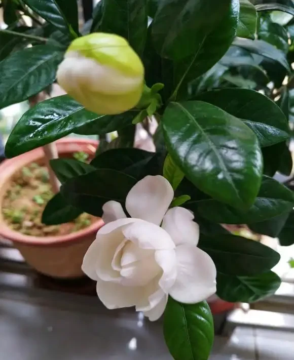 梔子花養爆開,學會「巧」用肥,澆「軟水」,葉子墨綠,開花多