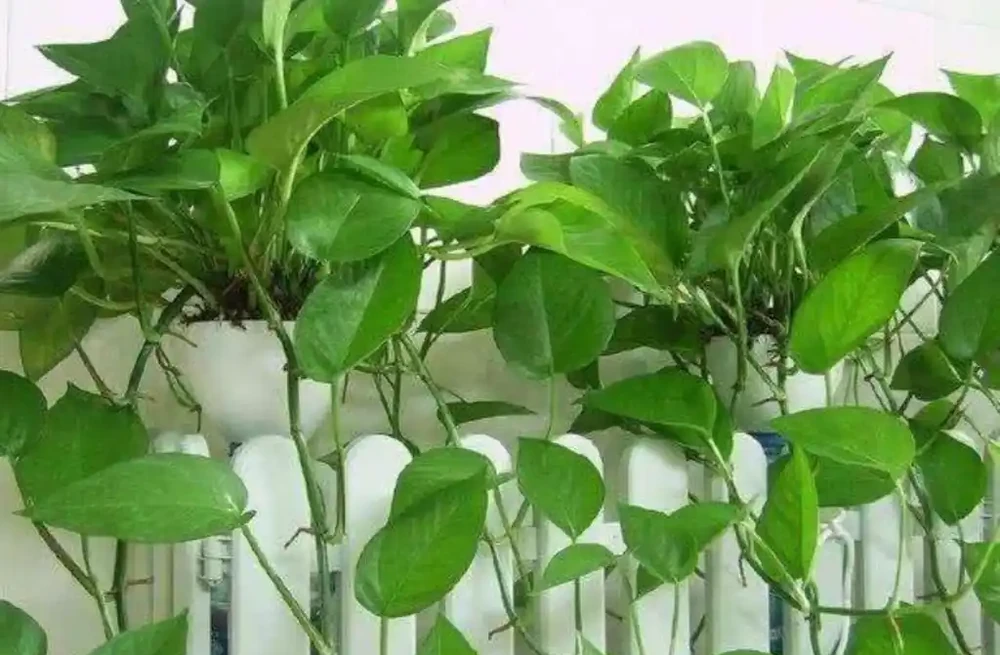 家裡養的黃金葛，到底需不需要曬太陽，對生長有什麼影響