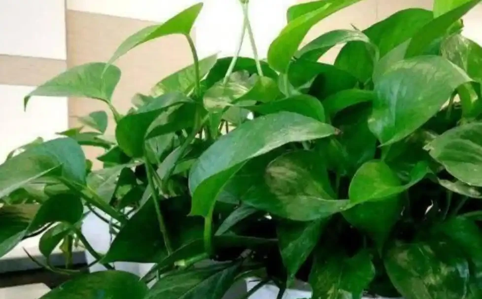 家裡養的黃金葛，到底需不需要曬太陽，對生長有什麼影響