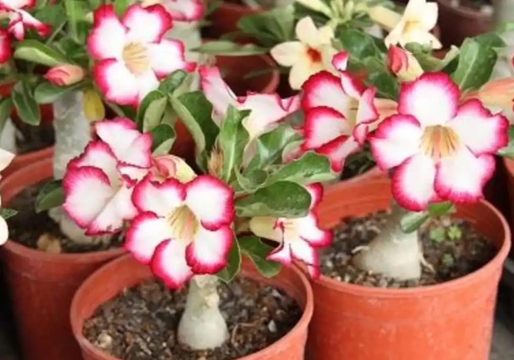 養沙漠玫瑰,只要2種肥,長勢健壯,開花美豔