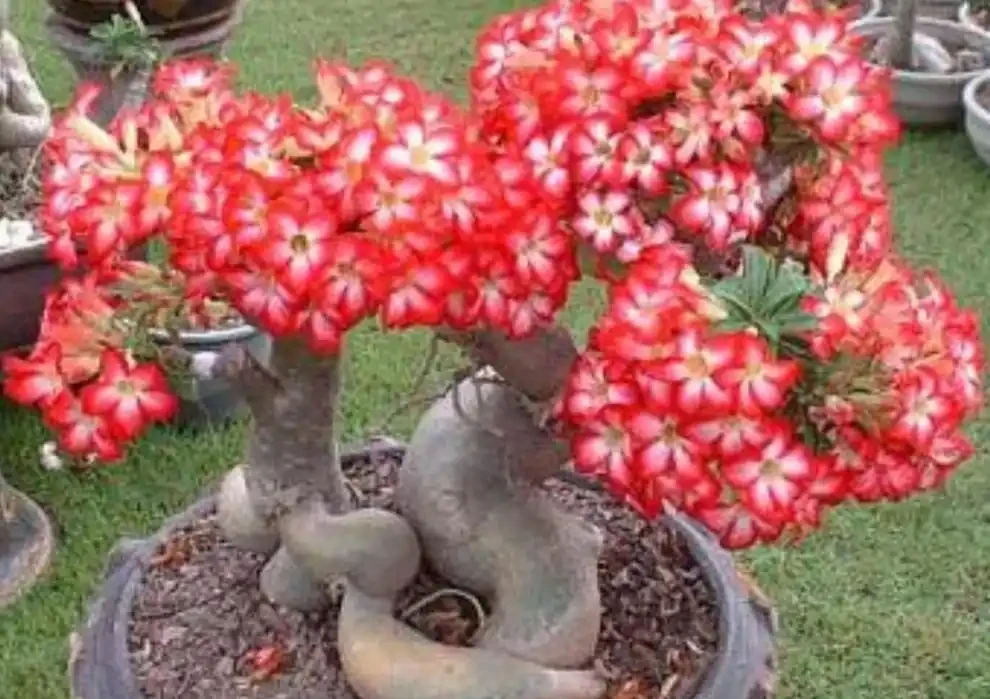養沙漠玫瑰,只要2種肥,長勢健壯,開花美豔
