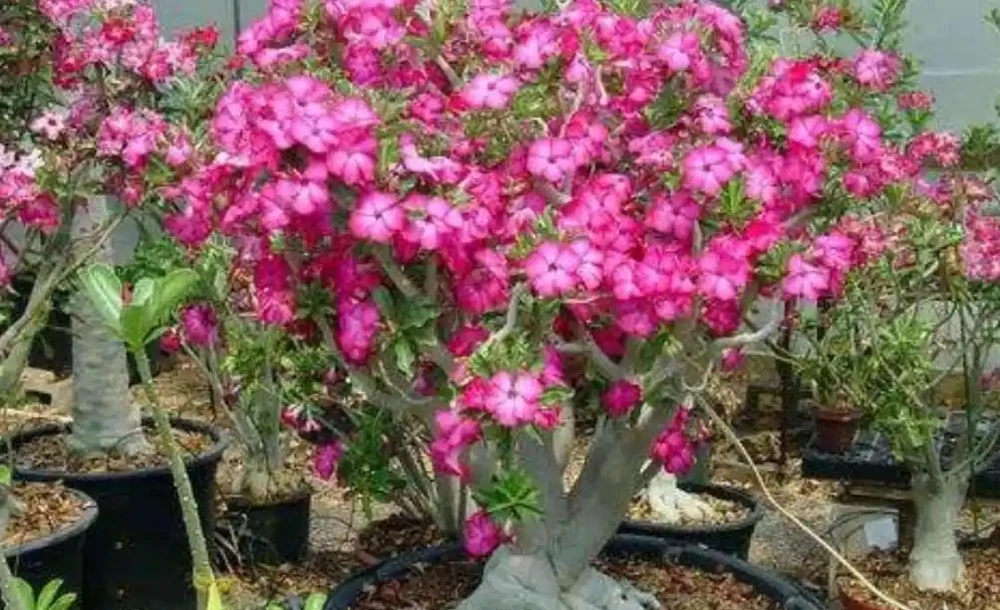 養沙漠玫瑰,只要2種肥,長勢健壯,開花美豔