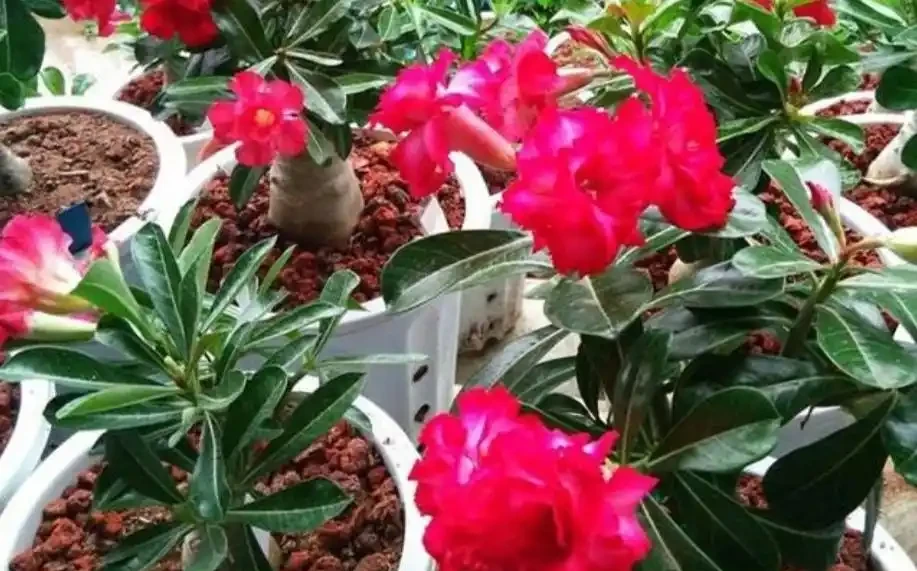 養沙漠玫瑰,只要2種肥,長勢健壯,開花美豔