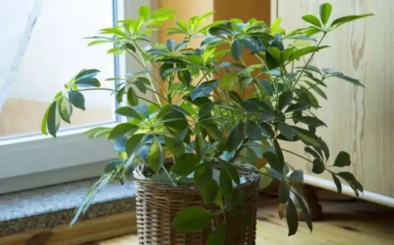 盆栽鴨腳木葉片變黃,葉子不斷掉落,這情況咋解決?