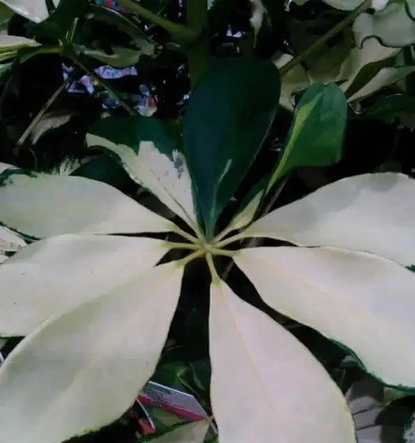 盆栽鴨腳木葉片變黃,葉子不斷掉落,這情況咋解決?