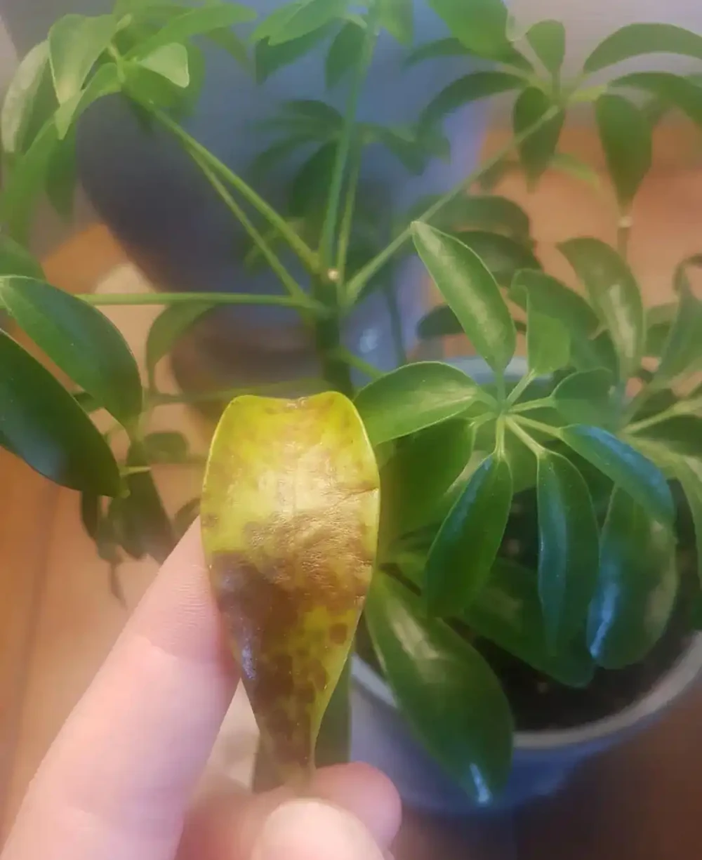 盆栽鴨腳木葉片變黃,葉子不斷掉落,這情況咋解決?