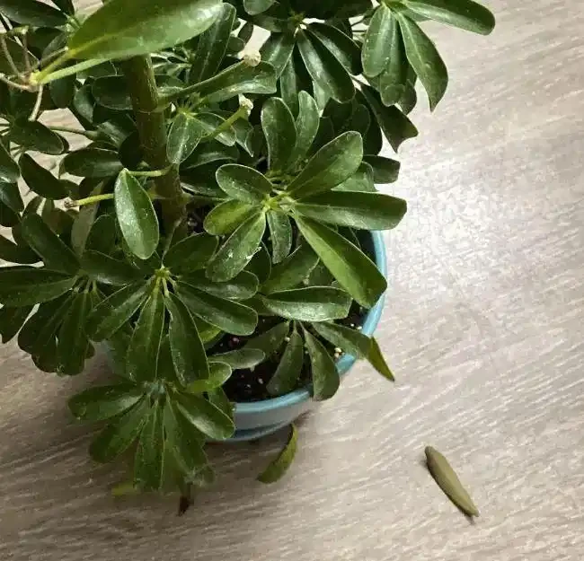 盆栽鴨腳木葉片變黃,葉子不斷掉落,這情況咋解決?